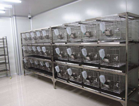 動物實驗圖.png 動物實驗圖.png